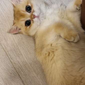 Корм для котят Royal Canin Mother and Babycat 400г: отзыв пользователя. Зоомагазин Зоозавр