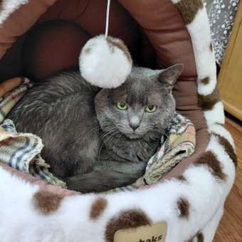 Домик Barbaks Му-му-му 43*39*42см: отзыв пользователя. Зоомагазин Зоозавр