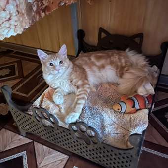 Корм для котят Royal Canin 2кг Maine Coon породы мейн-кун: отзыв пользователя. Зоомагазин Зоозавр