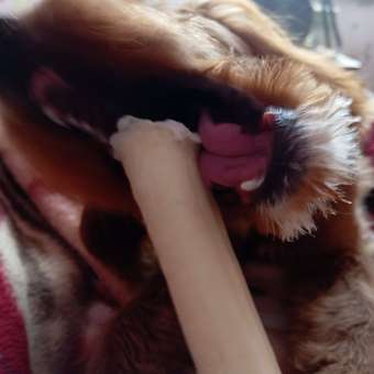 Лакомство для собак TITBIT Сэндвич большой с рубцом говяжьим 50 г: отзыв пользователя. Зоомагазин Зоозавр