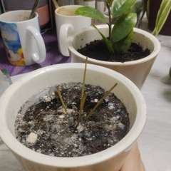 Фото отзыва 6126