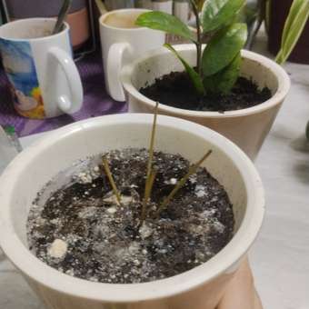 Грунт . для комнатных растений 2.5л: отзыв пользователя магазина низких цен ЕЩЁ