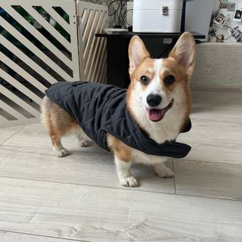 Куртка для собак Не один дома: отзыв пользователя. Зоомагазин Зоозавр