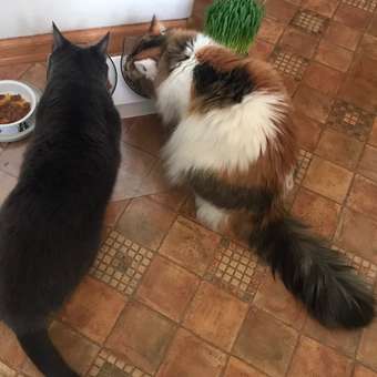 Корм сухой для кошек ROYAL CANIN Indoor Long Hair 2кг домашних длинношерстных: отзыв пользователя. Зоомагазин Зоозавр