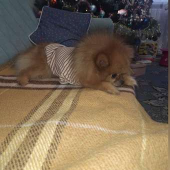 Корм для собак ROYAL CANIN породы померанский шпиц 0.5кг: отзыв пользователя. Зоомагазин Зоозавр