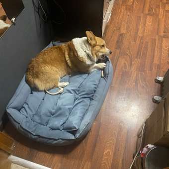 Корм сухой для собак PRO PLAN SENSITIVE DIGESTION 14 кг с ягненком для средних пород: отзыв пользователя. Зоомагазин Зоозавр