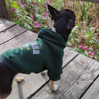 Толстовка для собак и кошек Зоозавр: отзыв пользователя. Зоомагазин Зоозавр