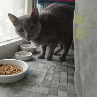 Корм для кошек ROYAL CANIN Diabetic при сахарном диабете 350г: отзыв пользователя. Зоомагазин Зоозавр