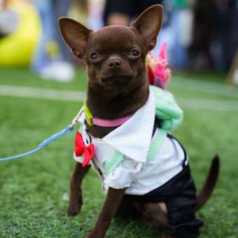 Костюм для собак и кошек Зоозавр: отзыв пользователя. Зоомагазин Зоозавр