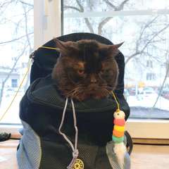 Фото отзыва 11102413