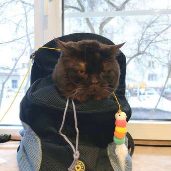 Рюкзак переноска SuperPets для собак, размер L: отзыв пользователя. Зоомагазин Зоозавр