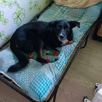 Носочки для собак и кошек Зоозавр 4 шт: отзыв пользователя. Зоомагазин Зоозавр