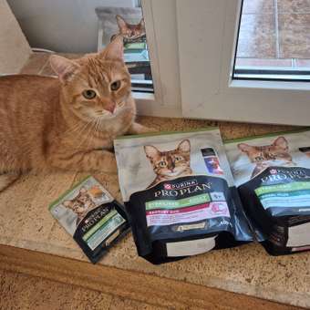 Корм сухой для кошек PRO PLAN 400г с лососем при стерилизации и кастрации: отзыв пользователя. Зоомагазин Зоозавр