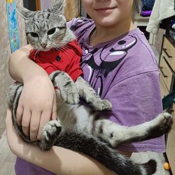 Футболка-поло для собак и кошек Зоозавр: отзыв пользователя. Зоомагазин Зоозавр