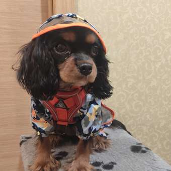 Дождевик для собак Не один дома Фрогги 860120-01CAM3: отзыв пользователя. Зоомагазин Зоозавр