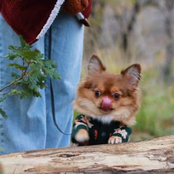 Кардиган для собак и кошек Зоозавр: отзыв пользователя. Зоомагазин Зоозавр