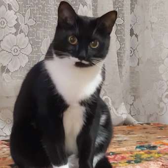 Корм влажный для кошек ROYAL CANIN Sterilised 85г соус стерилизованных пауч: отзыв пользователя. Зоомагазин Зоозавр