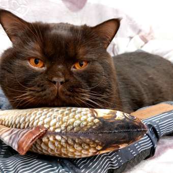 Матрасик Barbaks Пальмы L 90*60*4см: отзыв пользователя. Зоомагазин Зоозавр