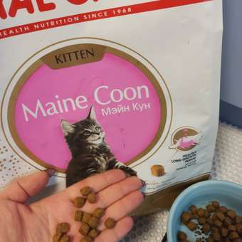 Корм для котят Royal Canin 4кг Maine Coon породы мейн-кун: отзыв пользователя. Зоомагазин Зоозавр