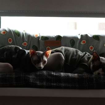 Лежак-матрас Barbaks L 80*50*5см рисунок с авокадо: отзыв пользователя. Зоомагазин Зоозавр