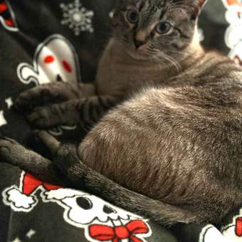 Плед PAVLine Хеллоуин НГ 150 x 200 см: отзыв пользователя Детский Мир