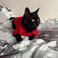 Фото отзыва 11040882