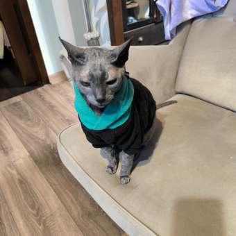 Худи для кошек и щенков Rain Dog: отзыв пользователя. Зоомагазин Зоозавр