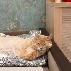 Фото отзыва 10738664