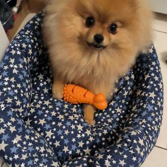 Игрушка для собак Barbaks Голяшка массажная для жевания  12.5x5см: отзыв пользователя. Зоомагазин Зоозавр