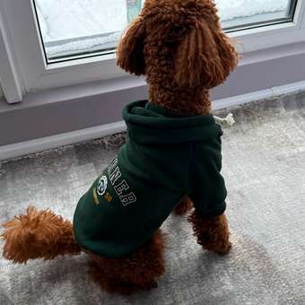 Толстовка для собак и кошек Зоозавр: отзыв пользователя. Зоомагазин Зоозавр