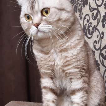 Корм сухой для кошек PRO PLAN 400г с индейкой пожилых при стерилизации и кастрации: отзыв пользователя. Зоомагазин Зоозавр