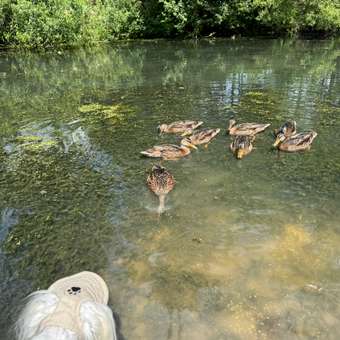 Кепка для собак и кошек Зоозавр: отзыв пользователя. Зоомагазин Зоозавр