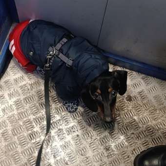 Ботинки для собак Зоозавр 4 шт: отзыв пользователя. Зоомагазин Зоозавр