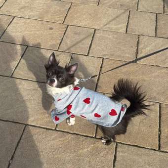 Водолазка для собак Зоозавр: отзыв пользователя. Зоомагазин Зоозавр