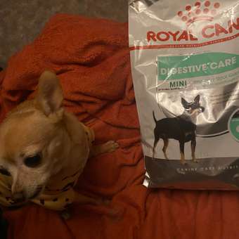 Корм для собак ROYAL CANIN Mini Digestive Care мелких пород с чувствительным пищеварением 3кг: отзыв пользователя. Зоомагазин Зоозавр