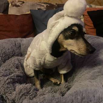 Комбинезон для собак и кошек Зоозавр: отзыв пользователя. Зоомагазин Зоозавр