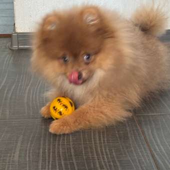 Игрушка для собак Barbaks Мяч-лакомка массажный с отверстиями 5см в ассортименте: отзыв пользователя. Зоомагазин Зоозавр