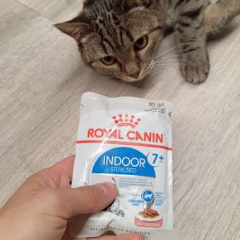 Корм для кошек ROYAL CANIN Indoor 85г для пожилых стерилизованных кошек 7+ соус пауч: отзыв пользователя. Зоомагазин Зоозавр