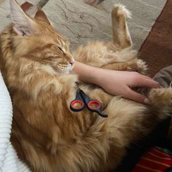 Набор по уходу за животными Keyprods Кусачки-ножницы и пилка: отзыв пользователя. Зоомагазин Зоозавр