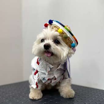 Рубашка для собак и кошек Зоозавр: отзыв пользователя. Зоомагазин Зоозавр