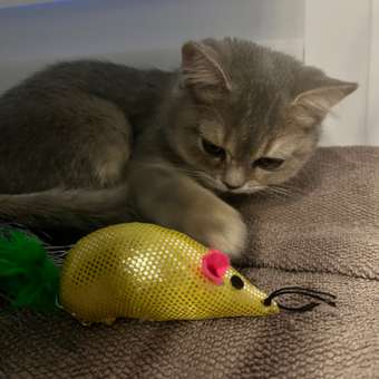 Игрушка для кошек Barbaks Мышка блестящая с кошачьей мятой и перьями 20*3.5 см: отзыв пользователя. Зоомагазин Зоозавр