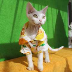 Фото отзыва 10458137