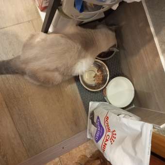 Корм для кошек ROYAL CANIN Renal with beef для поддержания функции почек 85г: отзыв пользователя. Зоомагазин Зоозавр