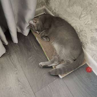 Когтеточка для кошек Barbaks низкая картонная: отзыв пользователя. Зоомагазин Зоозавр