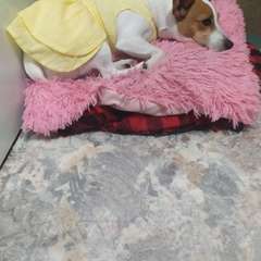 Фото отзыва 11154157