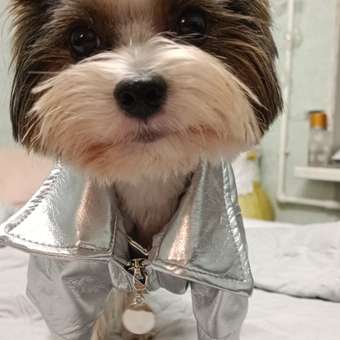 Куртка для собак Зоозавр: отзыв пользователя. Зоомагазин Зоозавр