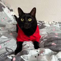 Фото отзыва 11040882