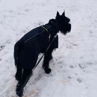 Жилет для собак Зоозавр: отзыв пользователя. Зоомагазин Зоозавр