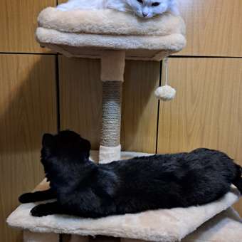 Игровой комплекс для кошек дом Pet БМФ Бежевый: отзыв пользователя. Зоомагазин Зоозавр