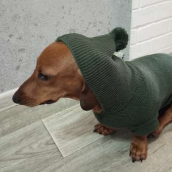 Джемпер для собак и кошек Зоозавр: отзыв пользователя. Зоомагазин Зоозавр